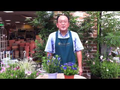 茎のないリンドウ 植物