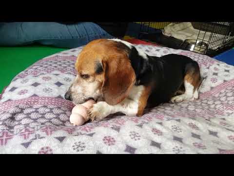 WaggnTails Pet Care LLC video.