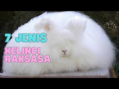 , title : '7 JENIS KELINCI RAKSASA'