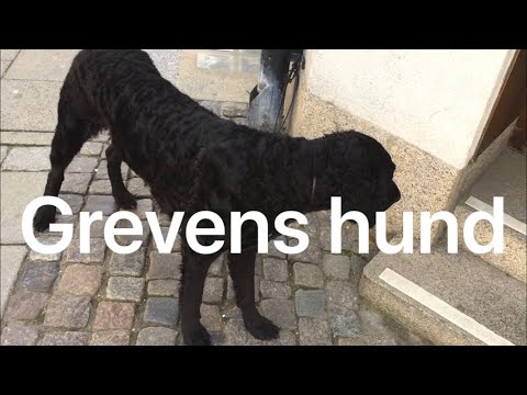 Grevens hund (med text och ackord) | Traditionell barnsång