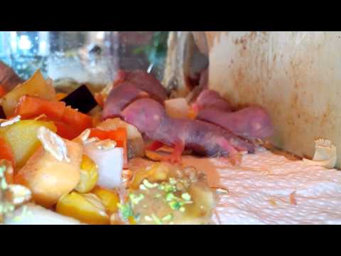 heterocephalus glaber - Der Nacktmull