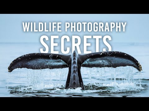 Frans Lanting's 5 Wildlife Photography Secrets