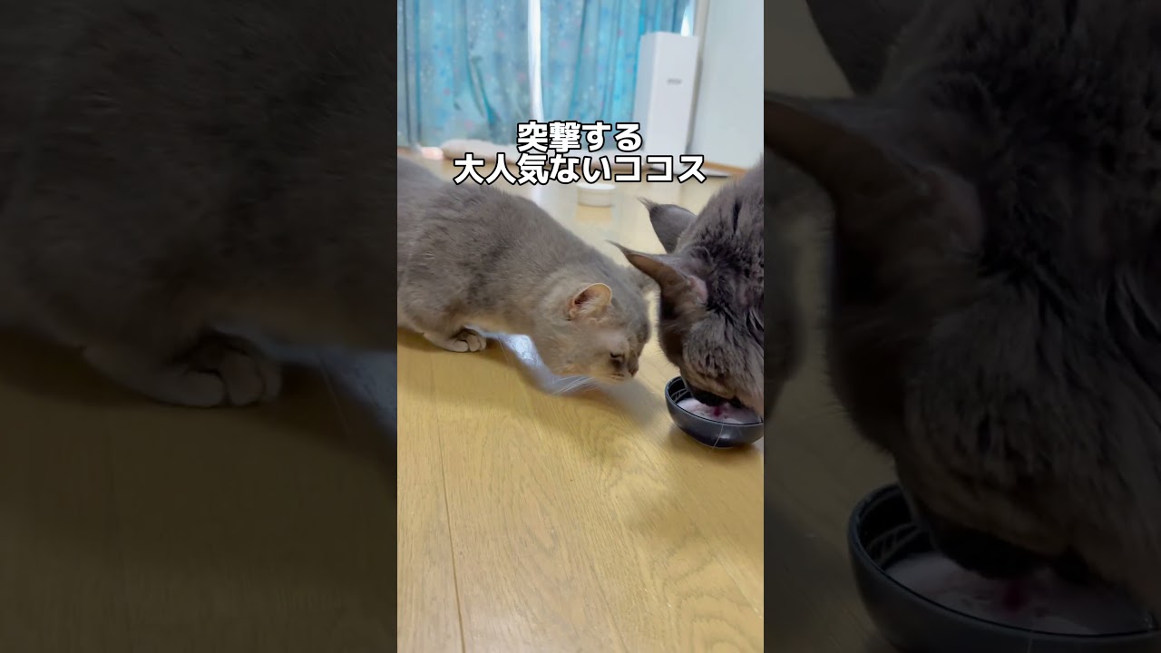 猫にいちごミルクあげてみた