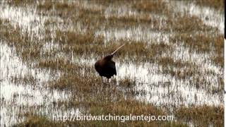 preview picture of video 'Glossy Ibis Birding Holiday Portugal'