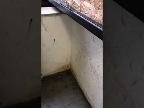 Holländische Str. 17 in Kassel Teil 2