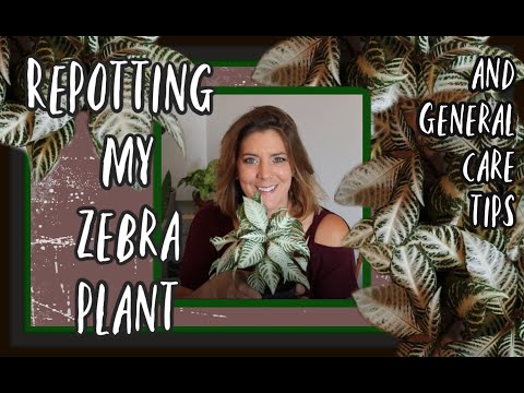 image-What kind of soil does a zebra plant need?