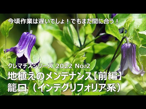 クレマチスの植え方は？おまけとして、適切にメンテナンスしてトリミングするためのヒントもお届けします。  庭園