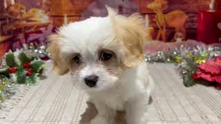 ハーフ犬の動画01