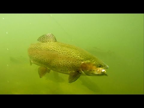 Fishing: trout attack spinner underwater. Рыбалка форель атакует блесну вертушку под водой.