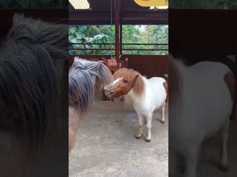 ANIN BERTEMU KUDA PONI DI MALANG