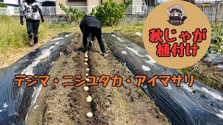 Autumn potatoes planted [Dejima] [Nishiyutaka] [Aimasari] [Potato] [Planting] [Home garden]