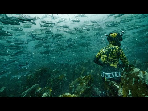 INSANE BASS MEGA SHOAL! Spearfishing UK with Joe PK