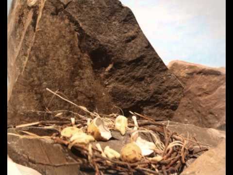 Aleš Vejnar - Sokoli