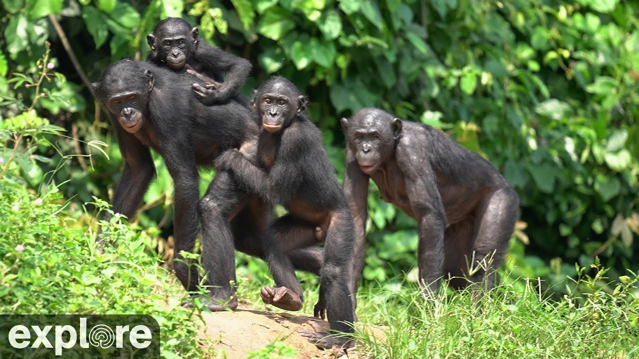 LIVE Bonobo Cam: Lola ya Bonobo Sanctuary – DR Congo | explore.org