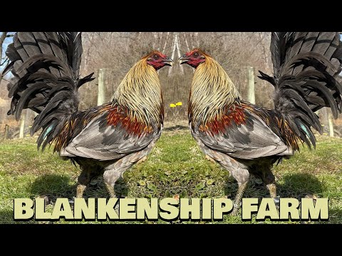 Beautiful Birds CHRIS BLANKENSHIP FARM West Virginia