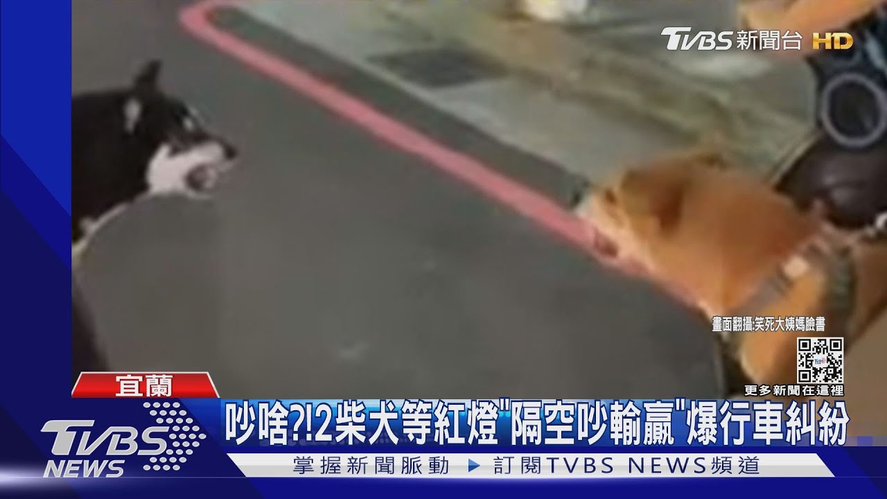 吵啥?2柴犬等紅燈 「隔空吵輸贏」爆行車糾紛