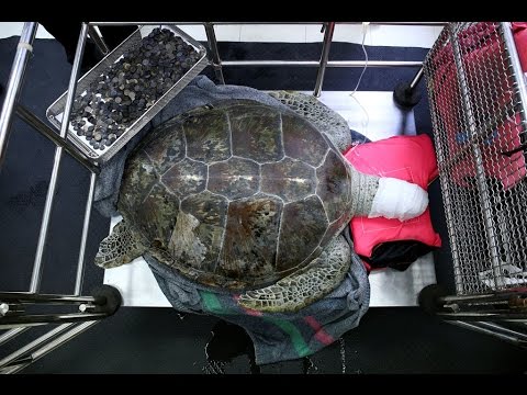 VIDEO! Broasca &rdquo;pușculiță&rdquo; a fost salvată! Țestoasa care a &icirc;nghițit 915 monede, aruncate &icirc;n iaz de către vizitatori, pentru noroc, a ajuns vedetă pe internet