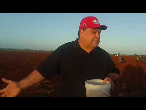 La ANAP unida a la UJC y la OPJM en Güira de Melena.