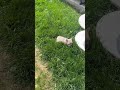 French Bulldog dogs for sale: Princess - Video 1