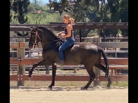 Oriundo VG - PRE Smokey Black Andalusian Stallion