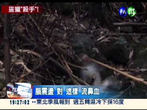 誤中陷阱! 獼猴.山豬奄奄一息