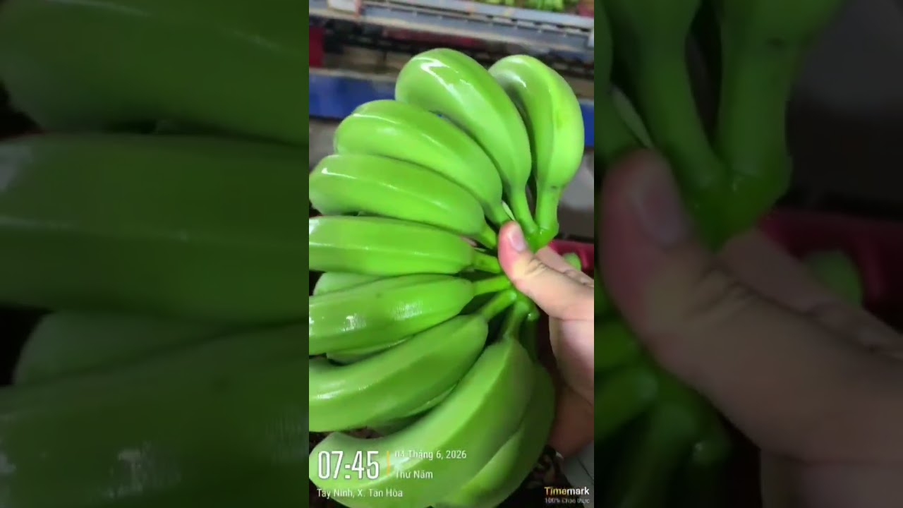 Chuối xanh xuất khẩu