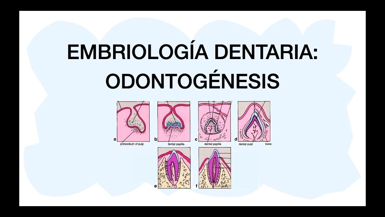 ODONTOGÉNESIS - Desarrollo dental 🦷✅