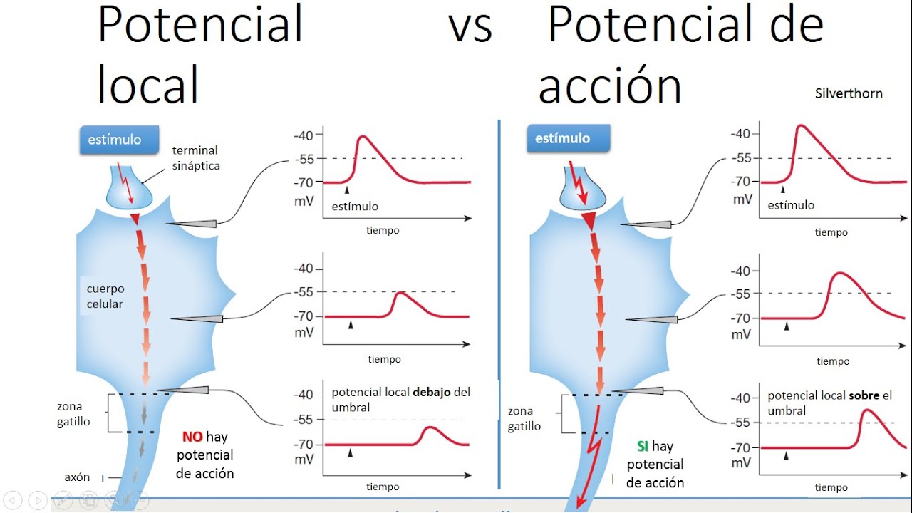 Potenciales locales y de acción. Cátedra de Fisiología Humana, FCM UNR Argentina