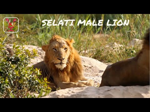 Selati Male Lions After the Fight with Mapogo Lions