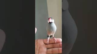 Download lagu Temui Burung Finch Jawa Lucu Baruku ❤❤❤❤ mp3