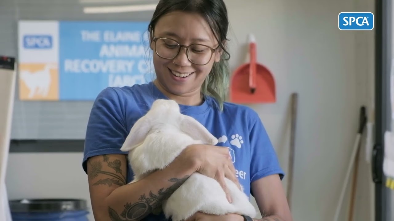 Volunteer with SPCA