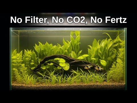 Natural Planted Dirted Tank Tutorial | Low Tech Aquascape & Ecosystem Aquarium | No Filter, No Co2