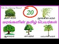 20 மரங்களின் தமிழ் பெயர்கள் Trees Name In Tamil Kids Bas