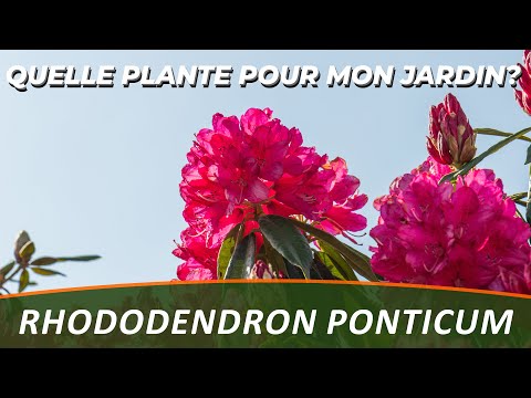 RHODODENDRON PONTICUM - Quelle Plante Pour Mon Jardin ?