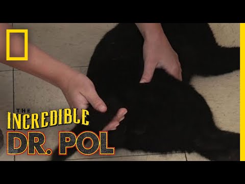 YouTube video about: Does a cat's tail have bones?