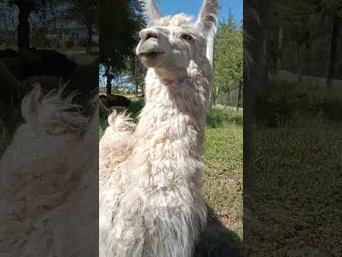La llama Shaki (nuestra vecina) - Anisacate Cordoba