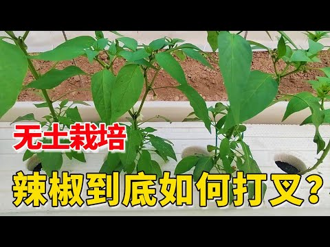 , title : '辣椒到底如何打叉？很多农民做错了！快学学【付老师种植技术团队】'