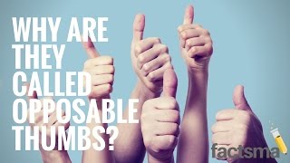 Why are they called opposable thumbs