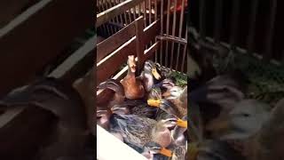 Download lagu Suara Bebek Ketawa mp3 Download lagu Suara Bebek Ketawa mp3