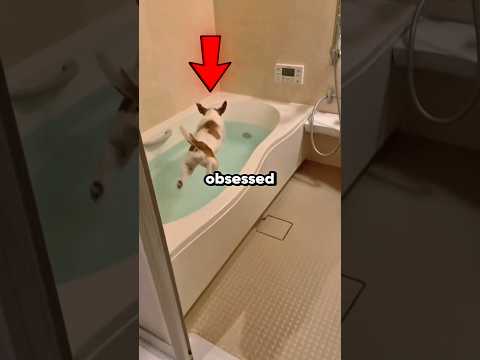Dogs Obsessed With Bath Time 🤣 #shorts #dog