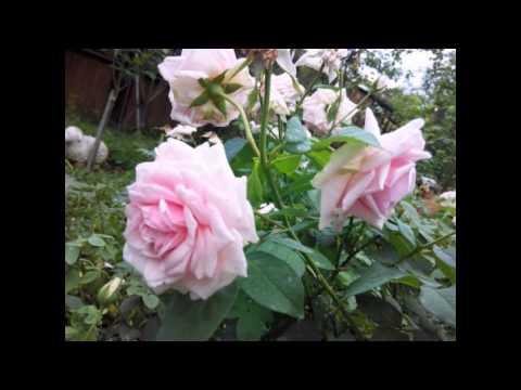 Anys Istri Saleha "Roma Irama