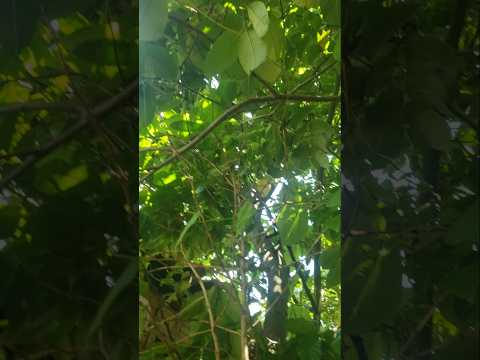 ANDRELÂNDIA MG TARDE DE SOL CHUVA VINDO AI BOA TARDE #andrelandiamg #minasgerais