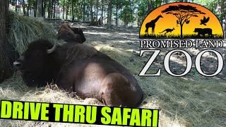 Branson's Promised Land Zoo Tour & Review with The Legend