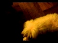 Video 2010 11 18 19 56 55