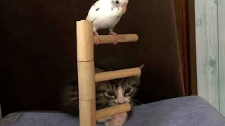 可愛い猫動画　湘警部のパトロール