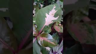 OH glória a Deus amém