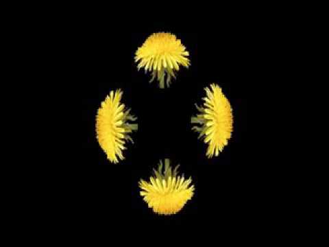 Flower and tree Sangeeth hologram video