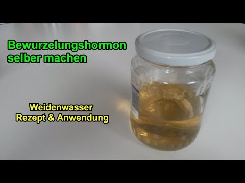 Weidenwasser selber herstellen – Bewurzelungshormon für Stecklinge machen / Rezept / Anwendung