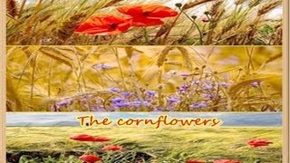 Die Kornblumen- The Cornflowers