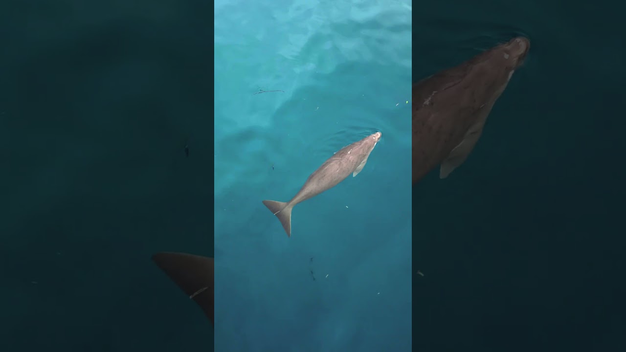 They are almost EXTINCT ❌🐳 - 4K aerial view of rare marine species #wildlife #adventure #aerial